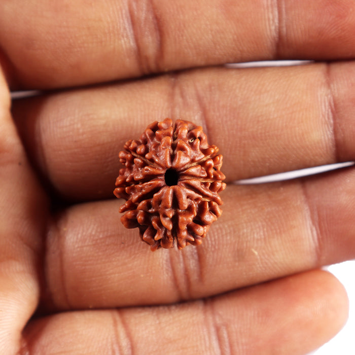 8 Mukhi Nepalese Rudraksha - Bead No. 447