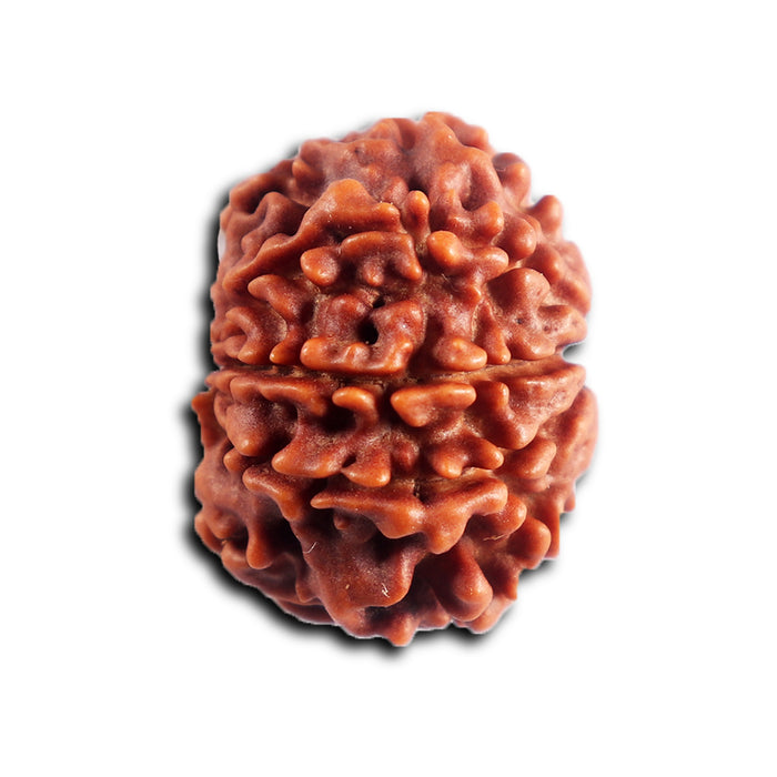 8 Mukhi Nepalese Rudraksha - Bead No. 457