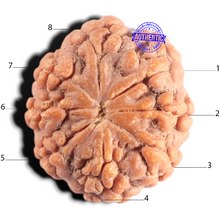 Load image into Gallery viewer, 8 Mukhi Rudraksha from Indonesia - Bead No. 8
