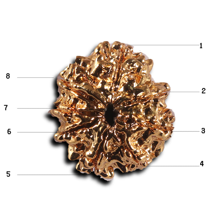 8 Mukhi Nepalese Rudraksha - Bead No. 463