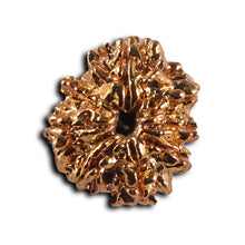 Load image into Gallery viewer, 8 Mukhi Nepalese Rudraksha - Bead No. 463
