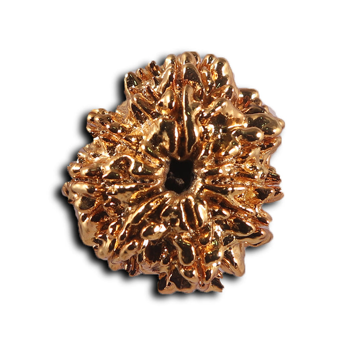 8 Mukhi Nepalese Rudraksha - Bead No. 463