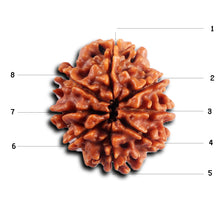 Load image into Gallery viewer, 8 Mukhi Nepalese Rudraksha - Bead No. 458

