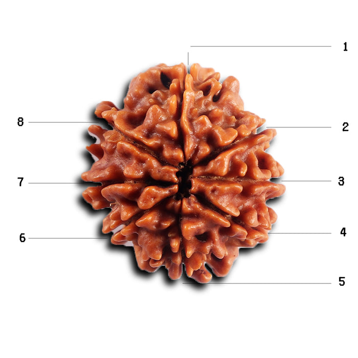 8 Mukhi Nepalese Rudraksha - Bead No. 458