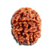 Load image into Gallery viewer, 8 Mukhi Nepalese Rudraksha - Bead No. 458
