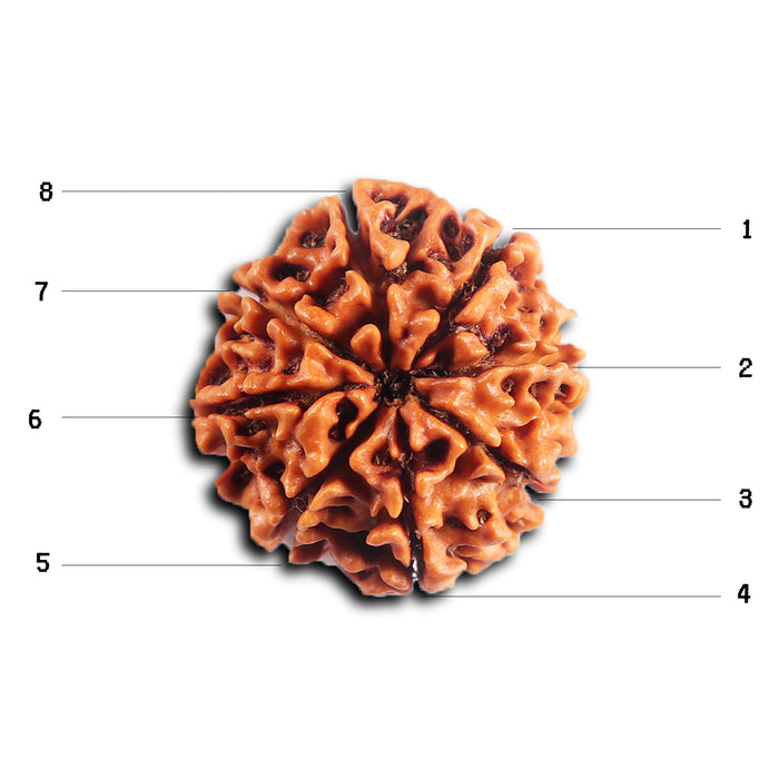 8 Mukhi Nepalese Rudraksha - Bead No.459