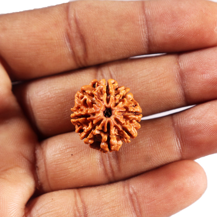 8 Mukhi Nepalese Rudraksha - Bead No.459