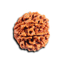 Load image into Gallery viewer, 8 Mukhi Nepalese Rudraksha - Bead No.459
