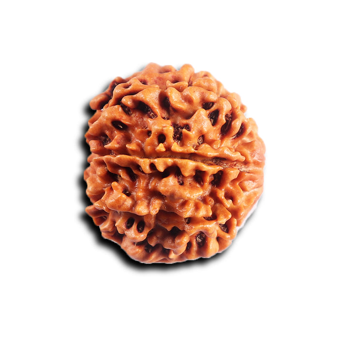 8 Mukhi Nepalese Rudraksha - Bead No.459