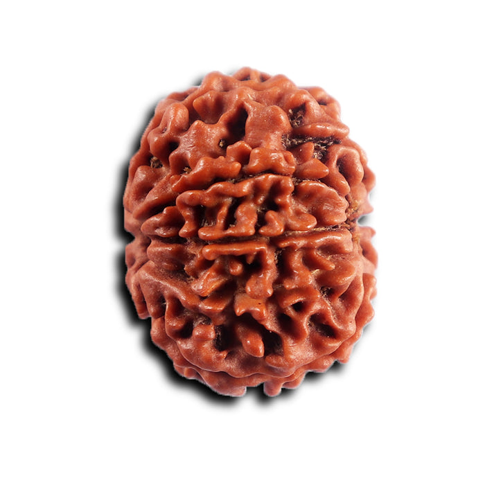 8 Mukhi Nepalese Rudraksha - Bead No. 461