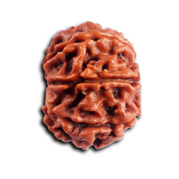 8 Mukhi Nepalese Rudraksha - Bead No. 461