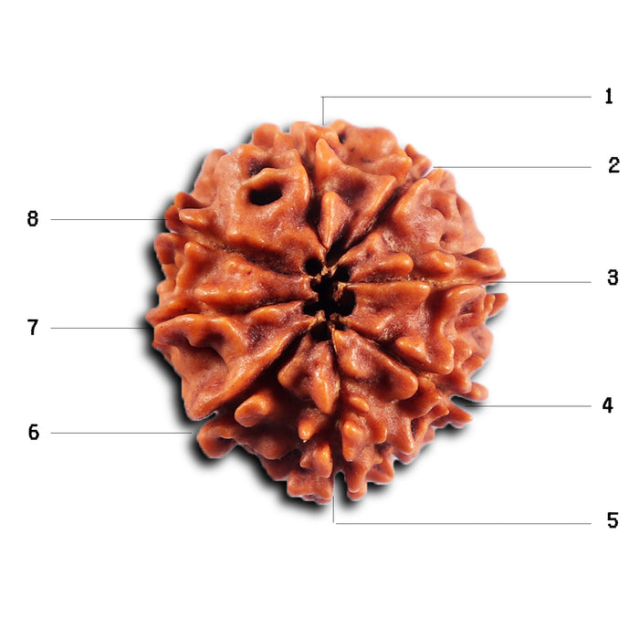 8 Mukhi Nepalese Rudraksha - Bead No. 462