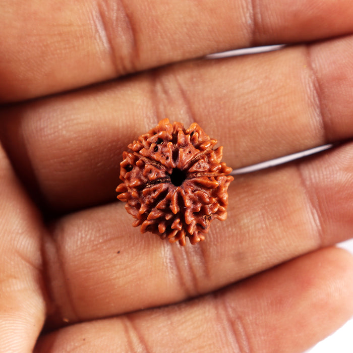 8 Mukhi Nepalese Rudraksha - Bead No. 462