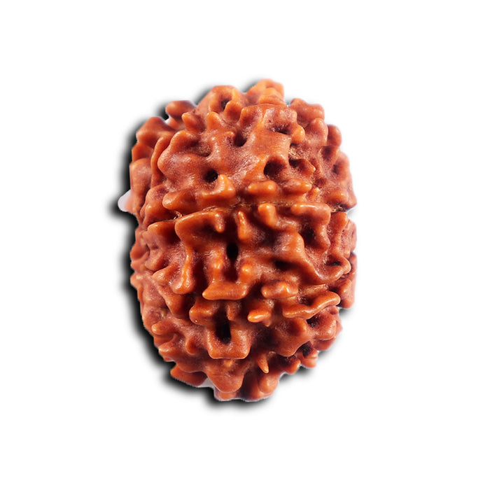 8 Mukhi Nepalese Rudraksha - Bead No. 462
