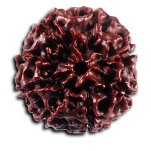 Load image into Gallery viewer, 8 Mukhi Hybrid Rudraksha - Bead No. 51
