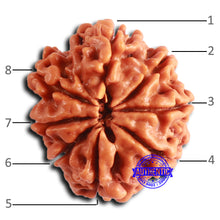 Load image into Gallery viewer, 8 Mukhi Nepalese Rudraksha - Bead No. 377
