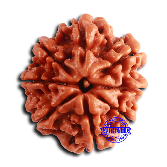 8 Mukhi Nepalese Rudraksha - Bead No. 377