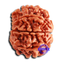 Load image into Gallery viewer, 8 Mukhi Nepalese Rudraksha - Bead No. 377
