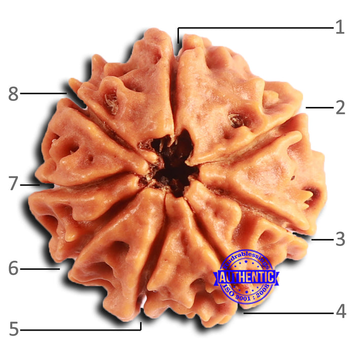 8 Mukhi Nepalese Rudraksha - Bead No. 378