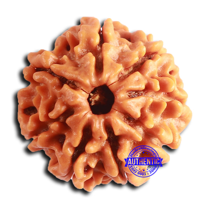 8 Mukhi Nepalese Rudraksha - Bead No. 378