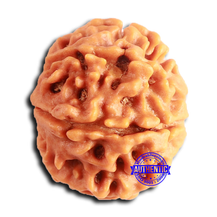 8 Mukhi Nepalese Rudraksha - Bead No. 378