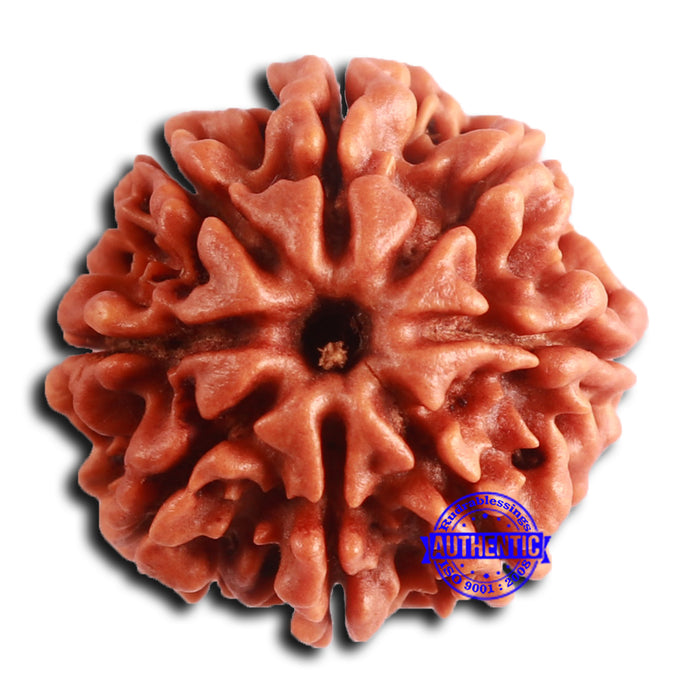 8 Mukhi Nepalese Rudraksha - Bead No. 379