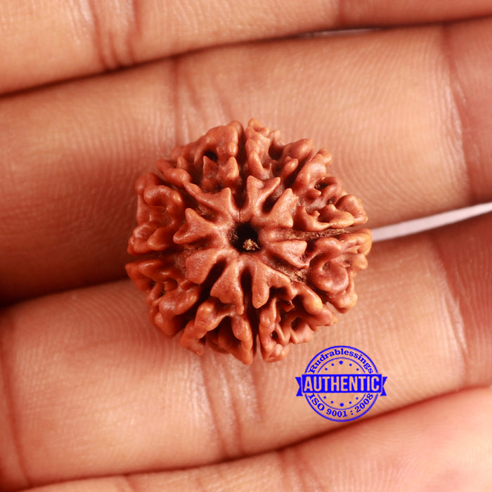 8 Mukhi Nepalese Rudraksha - Bead No. 379