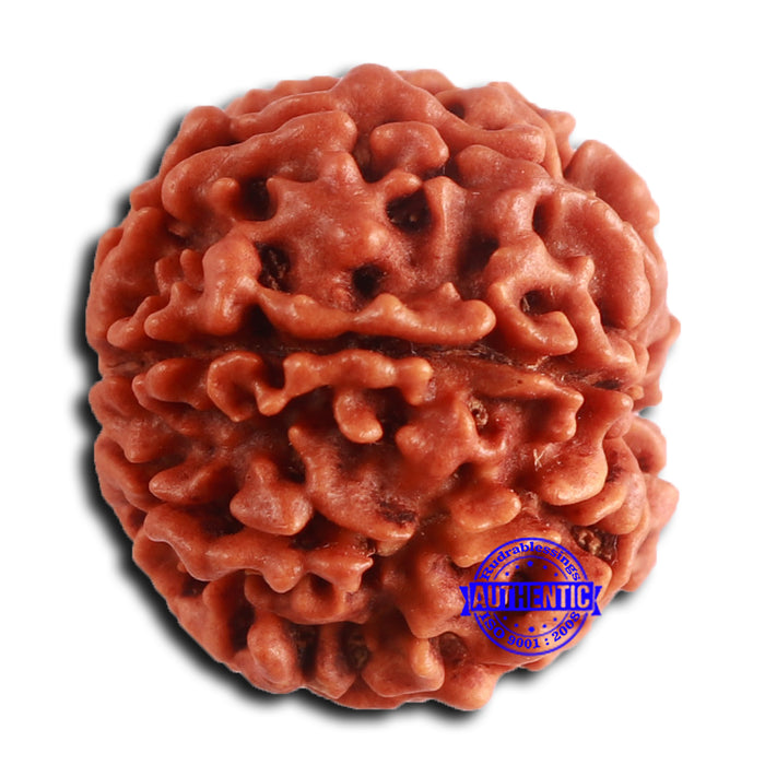 8 Mukhi Nepalese Rudraksha - Bead No. 379