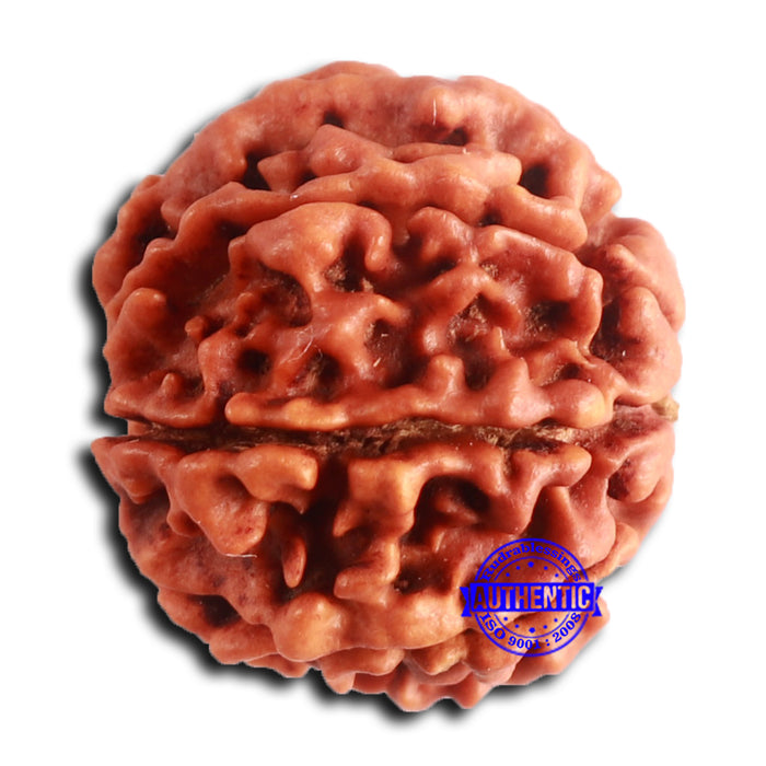 8 Mukhi Nepalese Rudraksha - Bead No. 379