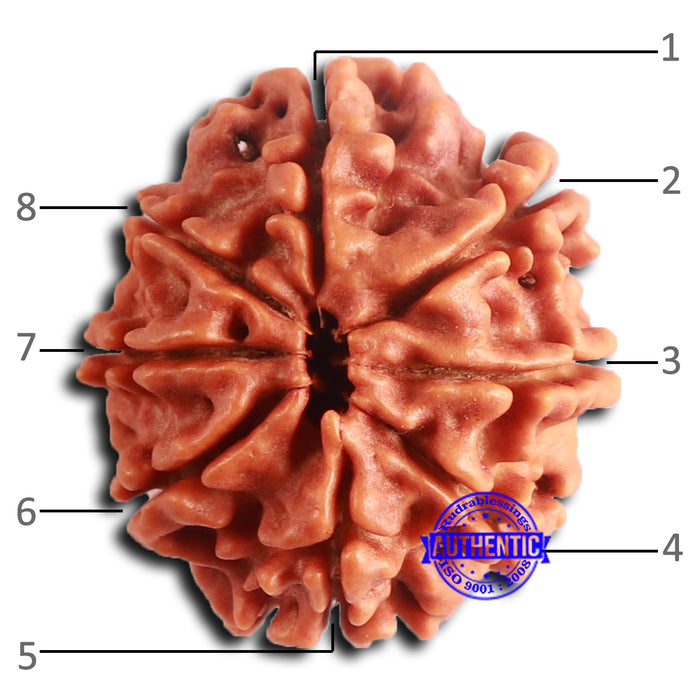 8 Mukhi Nepalese Rudraksha - Bead No. 381