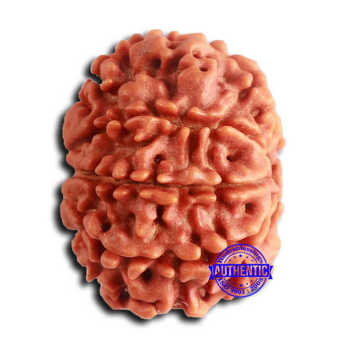 8 Mukhi Nepalese Rudraksha - Bead No. 381