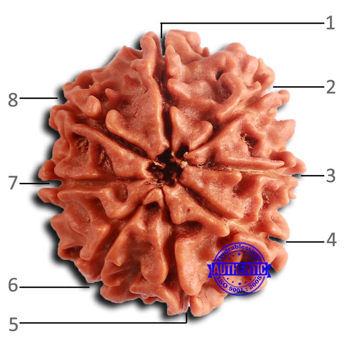 8 Mukhi Nepalese Rudraksha - Bead No. 382