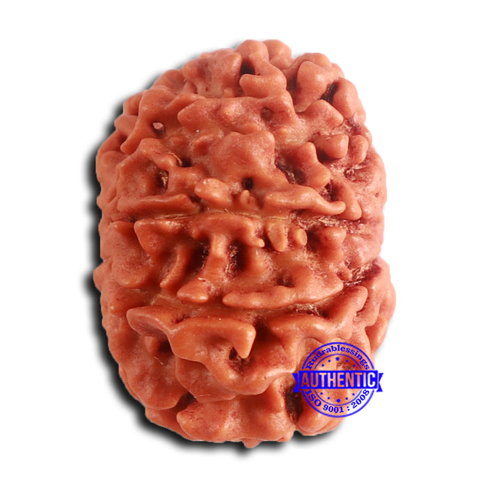 8 Mukhi Nepalese Rudraksha - Bead No. 382