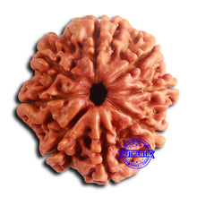 Load image into Gallery viewer, 8 Mukhi Nepalese Rudraksha - Bead No. 383
