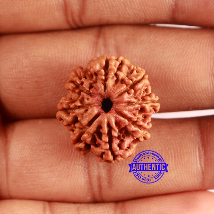 8 Mukhi Nepalese Rudraksha - Bead No. 383