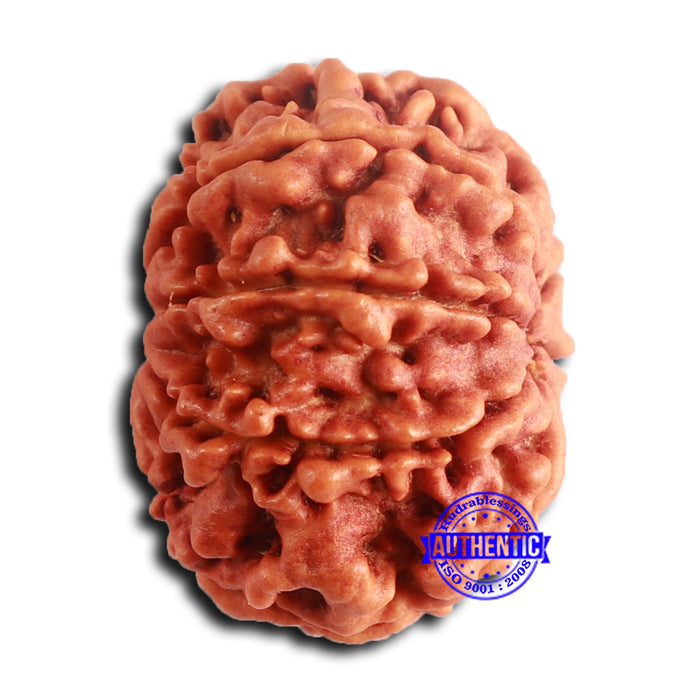 8 Mukhi Nepalese Rudraksha - Bead No. 383