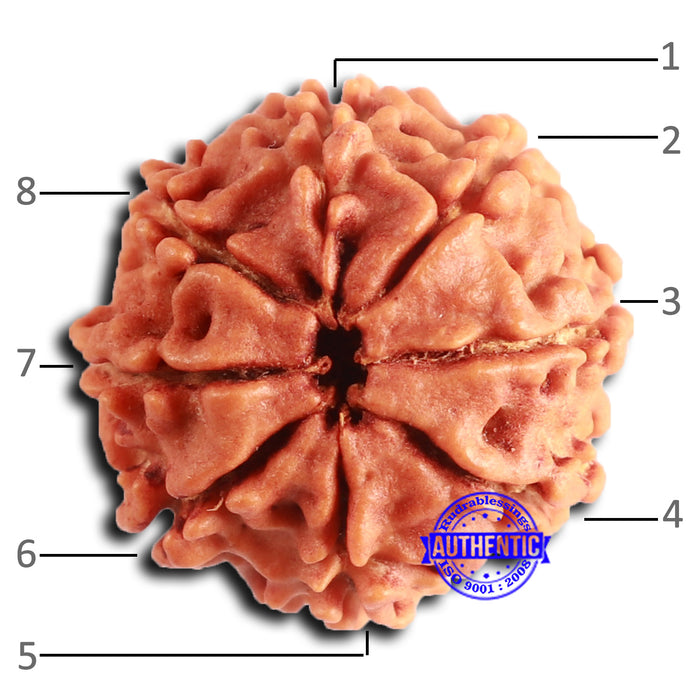 8 Mukhi Nepalese Rudraksha - Bead No. 384