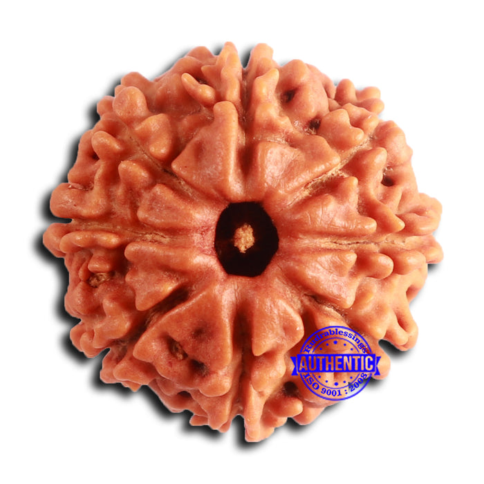 8 Mukhi Nepalese Rudraksha - Bead No. 384