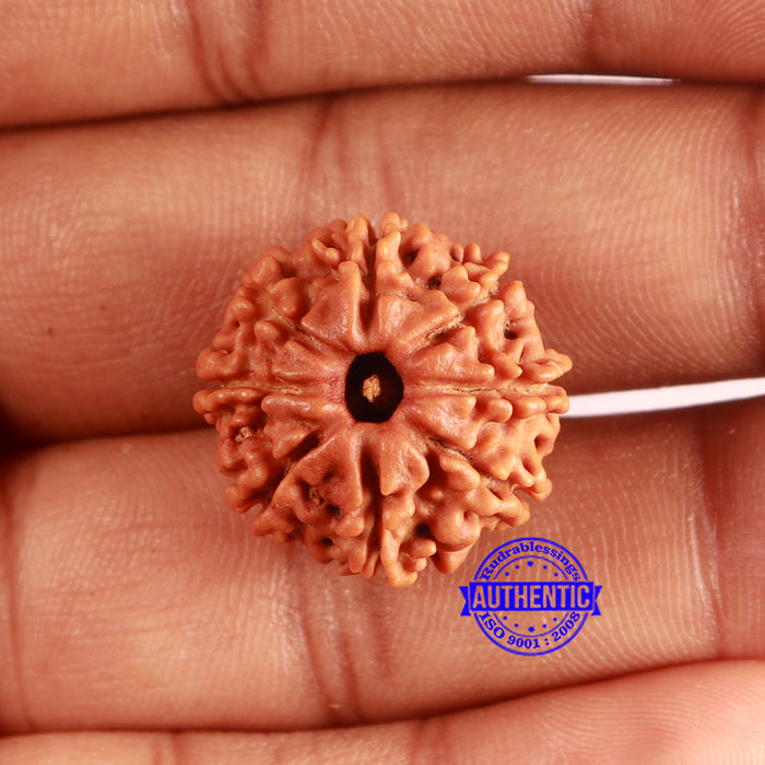 8 Mukhi Nepalese Rudraksha - Bead No. 384