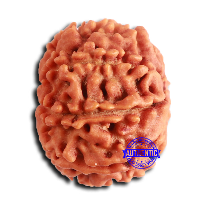 8 Mukhi Nepalese Rudraksha - Bead No. 384