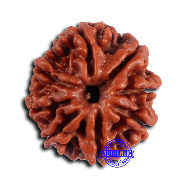 8 Mukhi Nepalese Rudraksha - Bead No. 392