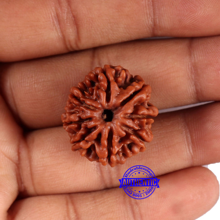 8 Mukhi Nepalese Rudraksha - Bead No. 392
