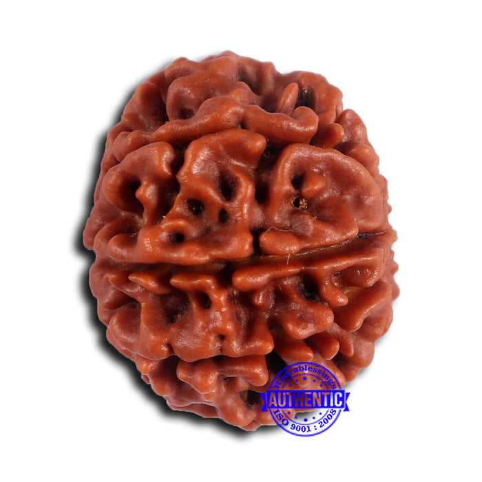 8 Mukhi Nepalese Rudraksha - Bead No. 392