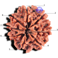 Load image into Gallery viewer, 8 Mukhi Nepalese Rudraksha - Bead No. 151
