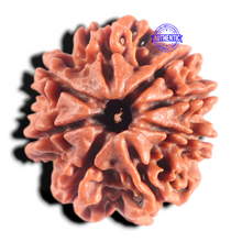 Load image into Gallery viewer, 8 Mukhi Nepalese Rudraksha - Bead No. 151
