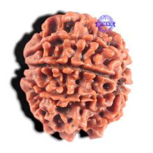 Load image into Gallery viewer, 8 Mukhi Nepalese Rudraksha - Bead No. 151
