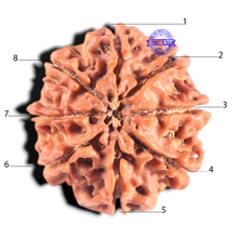 Load image into Gallery viewer, 8 Mukhi Nepalese Rudraksha - Bead No. 162
