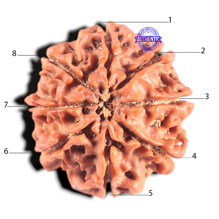 8 Mukhi Nepalese Rudraksha - Bead No. 162