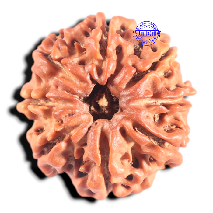 8 Mukhi Nepalese Rudraksha - Bead No. 162