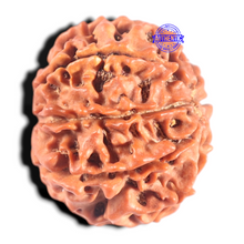 Load image into Gallery viewer, 8 Mukhi Nepalese Rudraksha - Bead No. 162
